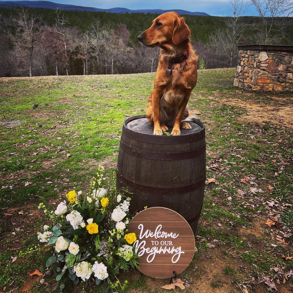golden retriever on barrel with wedding sign